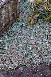 Silver Sheep's Burr (Acaena argentea) at Lakeshore Garden Centres