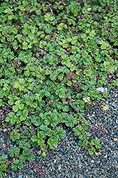 Nepalese Raspberry (Rubus nepalensis) at Lakeshore Garden Centres