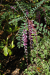 Weeping Indigo Shrub (Indigofera pendula) at Lakeshore Garden Centres