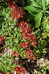 Himalayan Blueberry (Vaccinium retusum) at Lakeshore Garden Centres