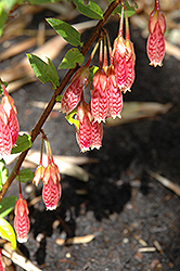 Ludgvan Cross Agapetes (Agapetes 'Ludgvan Cross') at Lakeshore Garden Centres