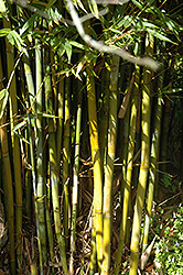 Weaver's Bamboo (Bambusa textilis) at Lakeshore Garden Centres