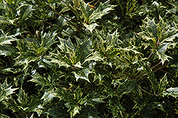 Variegated False Holly (Osmanthus heterophyllus 'Variegatus') at Lakeshore Garden Centres