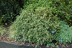 Variegated False Holly (Osmanthus heterophyllus 'Goshiki') at Lakeshore Garden Centres