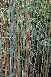 Blue Stemmed Bamboo (Himalayacalamus hookerianus) at Lakeshore Garden Centres