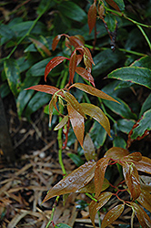 Royal Ruby Fetterbush (Leucothoe keiskei 'Royal Ruby') at Lakeshore Garden Centres