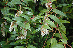 Keiskei Fetterbush (Leucothoe keiskei) at Lakeshore Garden Centres