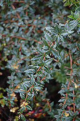Wintergreen Barberry (Berberis julianae) at Lakeshore Garden Centres