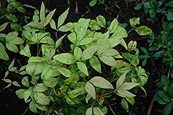 Pygmy Nandina (Nandina domestica 'Pygmaea') at Lakeshore Garden Centres