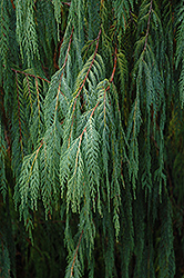 Kashmir Cypress (Cupressus torulosa 'var. cashmeriana') at Lakeshore Garden Centres