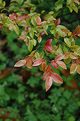Lutchuensis Camellia (Camellia lutchuensis) at Lakeshore Garden Centres