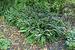 Sickle Fern (Pellaea falcata) at Golden Acre Home & Garden