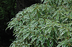 Variegated Japanese Pieris (Pieris japonica 'Variegata') at Lakeshore Garden Centres
