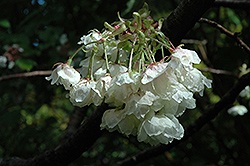 Grandiflora Flowering Cherry (Prunus serrulata 'Grandiflora') at Lakeshore Garden Centres