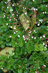 London Pride (Saxifraga umbrosa) at Lakeshore Garden Centres