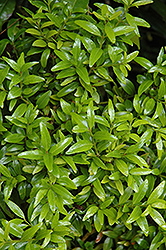Himalayan Box (Buxus wallichiana) at Lakeshore Garden Centres