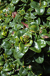 Dwarf Japanese Privet (Ligustrum japonicum 'rotundifolium') at Lakeshore Garden Centres