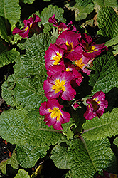 Giant Cowslip (Primula florindae) at Lakeshore Garden Centres