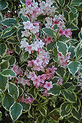 Variegated Weigela (Weigela florida 'Variegata') at Lakeshore Garden Centres