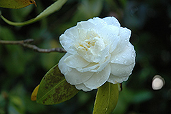 Maui Camellia (Camellia japonica 'Maui') at Lakeshore Garden Centres