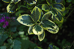 Golden King Holly (Ilex 'Golden King') at Lakeshore Garden Centres