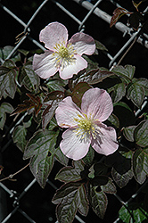 Gold Wool Clematis (Clematis chrysocoma) at Lakeshore Garden Centres