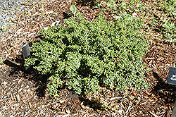 Lemon Gem Dwarf Japanese Holly (Ilex crenata 'Lemon Gem') at Lakeshore Garden Centres