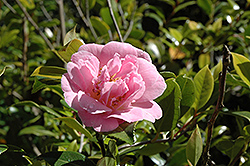Gay Time Camellia (Camellia 'Gay Time') at Lakeshore Garden Centres