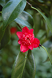 Bob's Teensie Camellia (Camellia 'Bob's Teensie') at Lakeshore Garden Centres