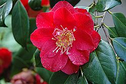 Grand Prix Camellia (Camellia japonica 'Grand Prix') at Lakeshore Garden Centres