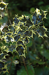 Zelta's Elite Holly (Ilex aquifolium 'Zelta's Elite') at Lakeshore Garden Centres