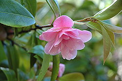 Scentsation Camellia (Camellia 'Scentsation') at Lakeshore Garden Centres