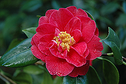 Adolphe Audusson Camellia (Camellia 'Adolphe Audusson') at Lakeshore Garden Centres