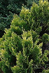 Aurea Densa Lawson Falsecypress (Chamaecyparis lawsoniana 'Aurea Densa') at Lakeshore Garden Centres