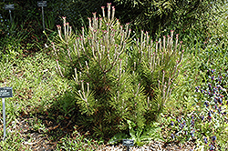 Yachio Japanese Black Pine (Pinus thunbergii 'Yachio') at A Very Successful Garden Center