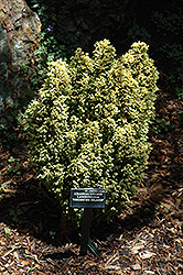 Treasure Island Falsecypress (Chamaecyparis lawsoniana 'Treasure Island') at Lakeshore Garden Centres