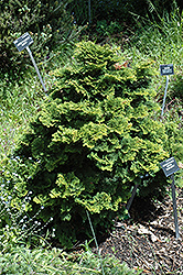 Tempelhof Falsecypress (Chamaecyparis obtusa 'Tempelhof') at Lakeshore Garden Centres