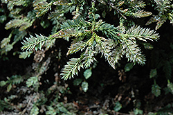 Prostrata Coast Redwood (Sequoia sempervirens 'Prostrata') at Lakeshore Garden Centres