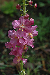 Antique Shades Mullein (Verbascum phoenicium 'Antique Shades') at Lakeshore Garden Centres
