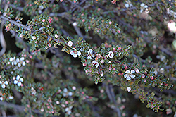 Thyme Leaf Cotoneaster (Cotoneaster microphyllus 'var. thymifolius') at Lakeshore Garden Centres