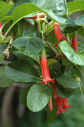 Red Iochroma (Iochroma fuchsioides) at Lakeshore Garden Centres