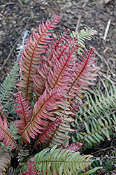 Common Rasp Fern (Doodia media) at Lakeshore Garden Centres