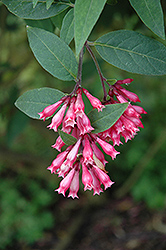 Smith's Cestrum (Cestrum elegans 'Smithii') at Lakeshore Garden Centres