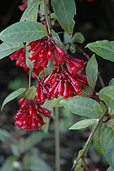 Red Cestrum (Cestrum 'Newellii') at Lakeshore Garden Centres