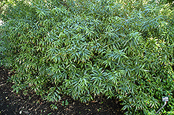 Sweet Box (Sarcococca saligna) at Lakeshore Garden Centres