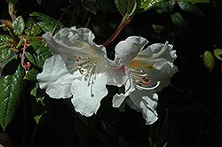 Lady Alice Fitzwilliam Rhododendron (Rhododendron 'Lady Alice Fitzwilliam') at Lakeshore Garden Centres