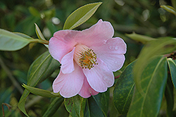 J.C. Williams Camellia (Camellia x williamsii 'J.C. Williams') at Lakeshore Garden Centres
