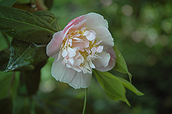 Bonnie Marie Camellia (Camellia 'Bonnie Marie') at Lakeshore Garden Centres