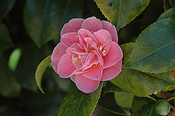 Sierra Spring Camellia (Camellia japonica 'Sierra Spring') at Lakeshore Garden Centres
