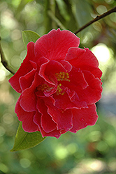 Noble Pearl Camellia (Camellia reticulata 'Noble Pearl') at Lakeshore Garden Centres